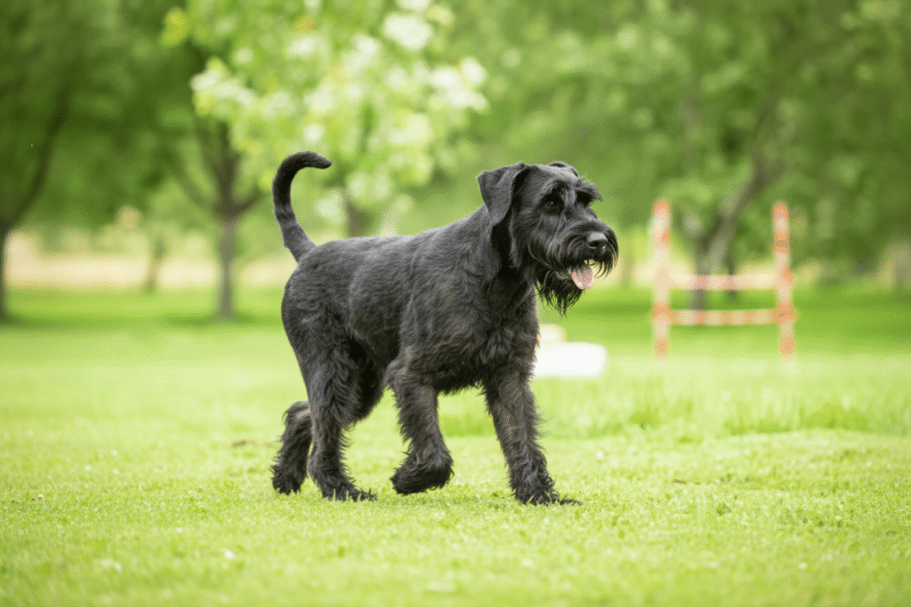 Giant Schnauzer